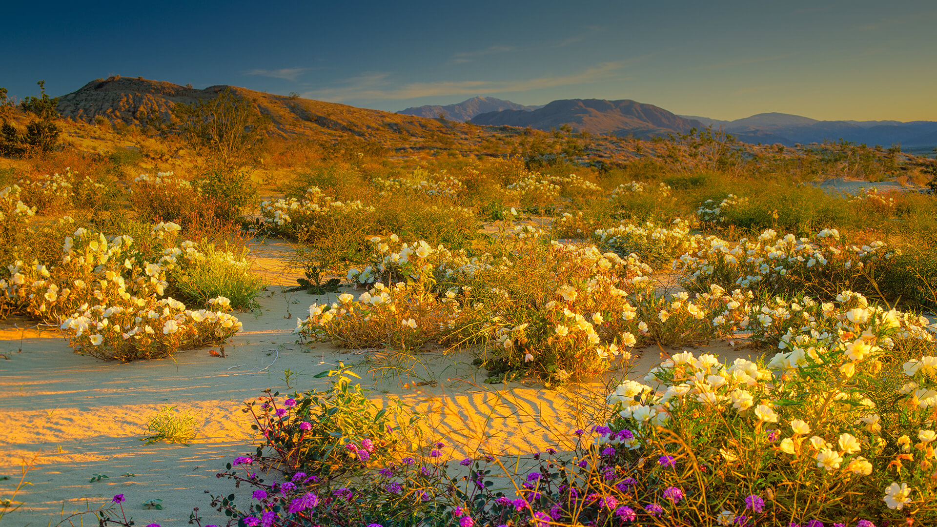 Anza Borrego Desert in bloom