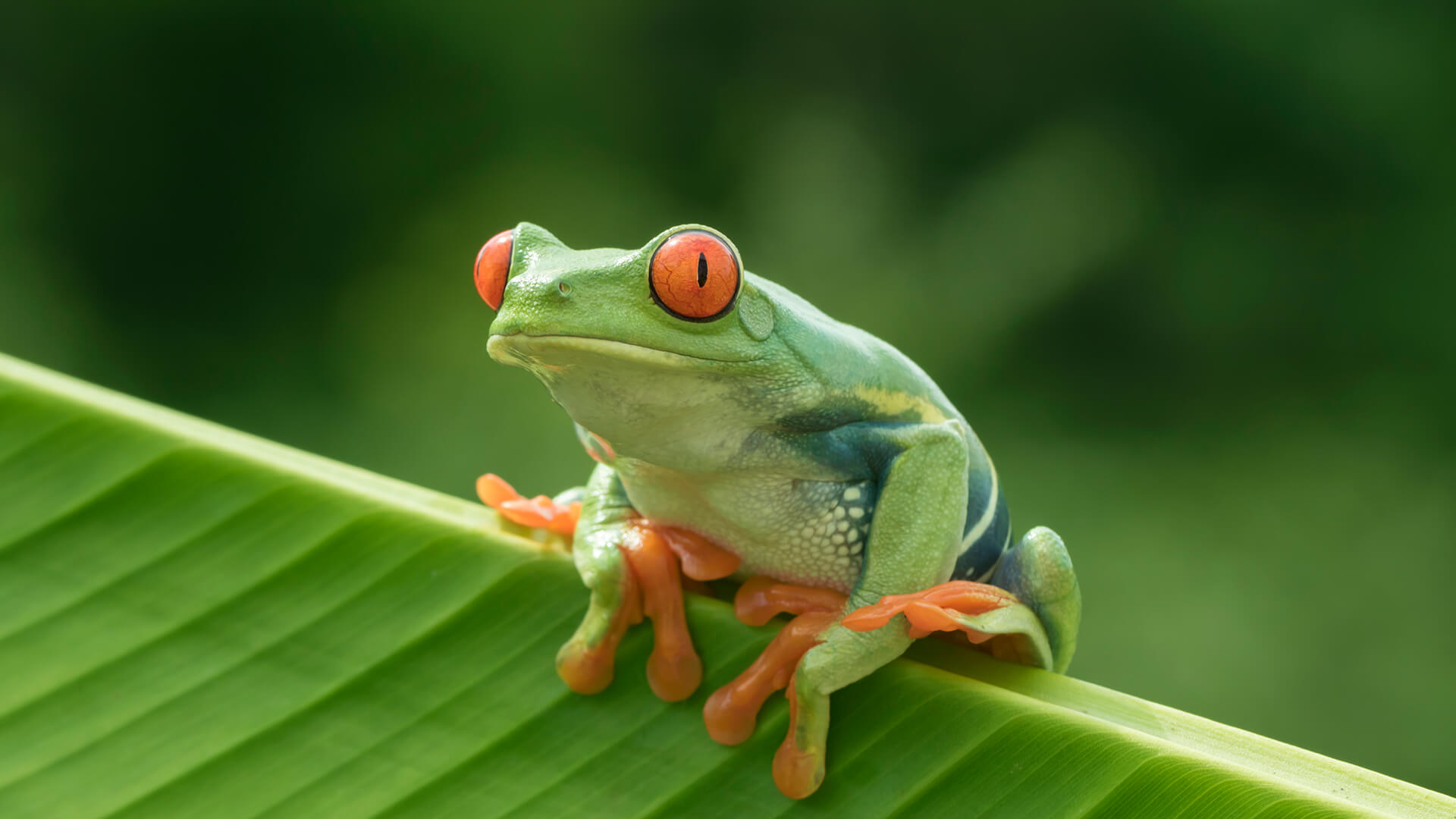 Rainforest tree frog