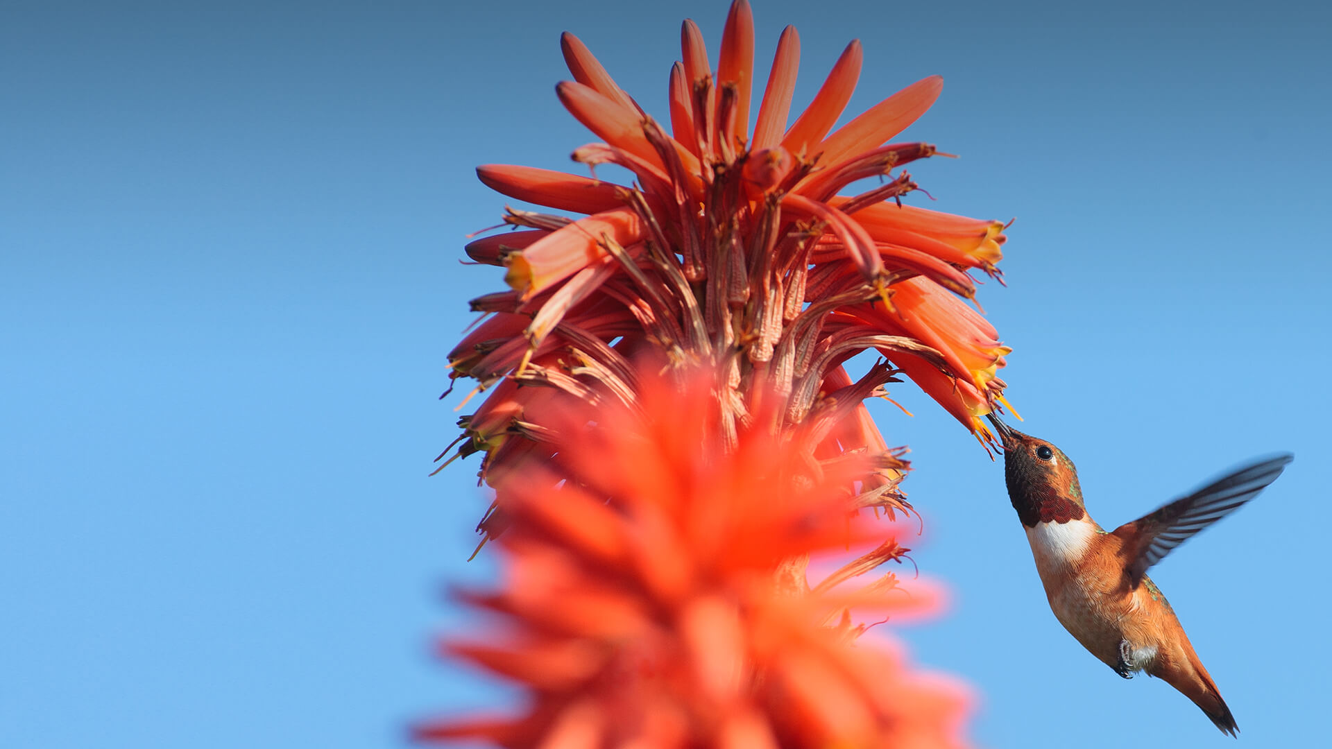 A hummingbird is attracted to the long, tubular blossoms of a coral tree.
