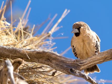 Sociable weaver bird sitting on a branch near its woven nest