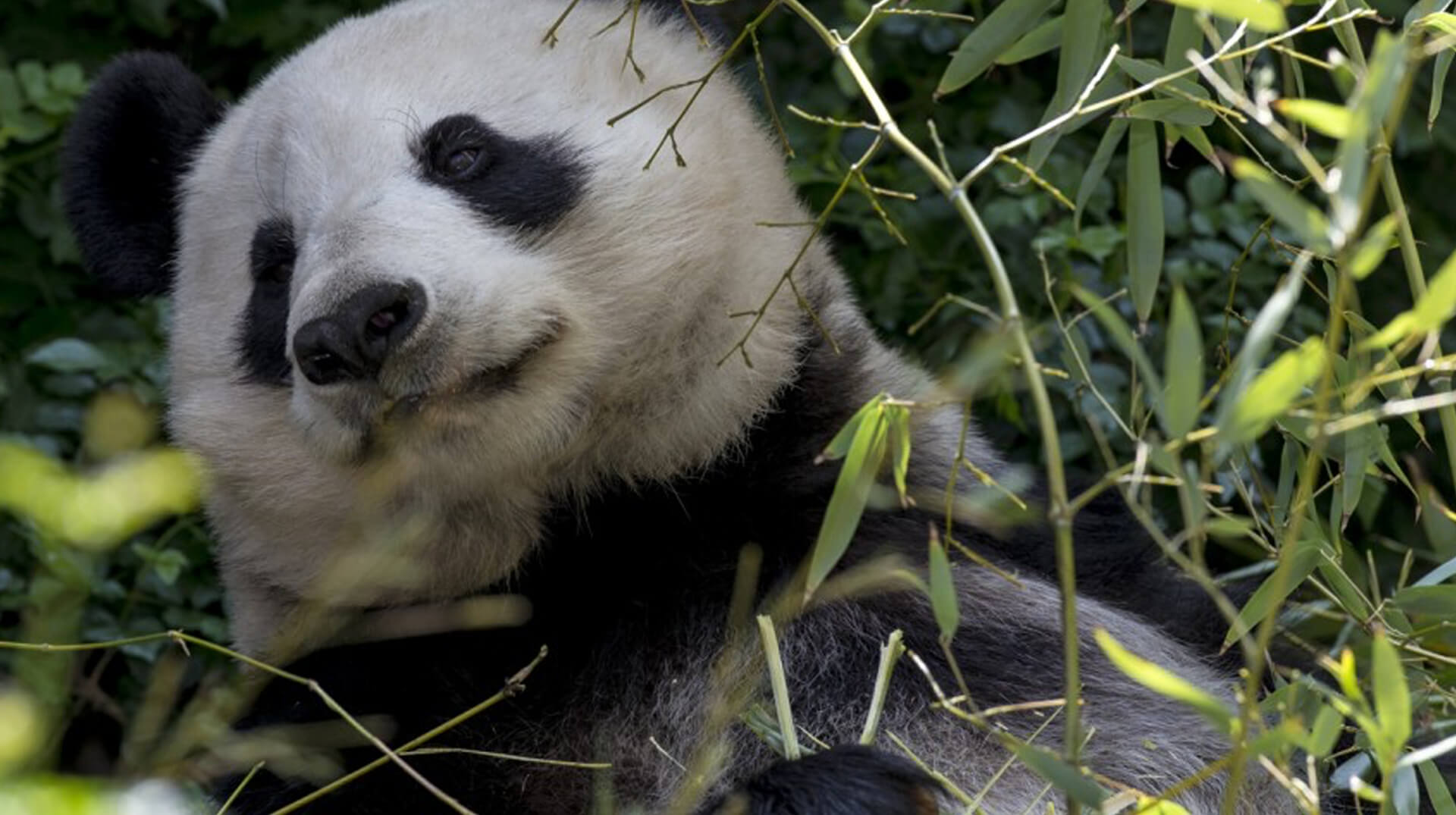 Giant Panda San Diego Zoo Animals & Plants