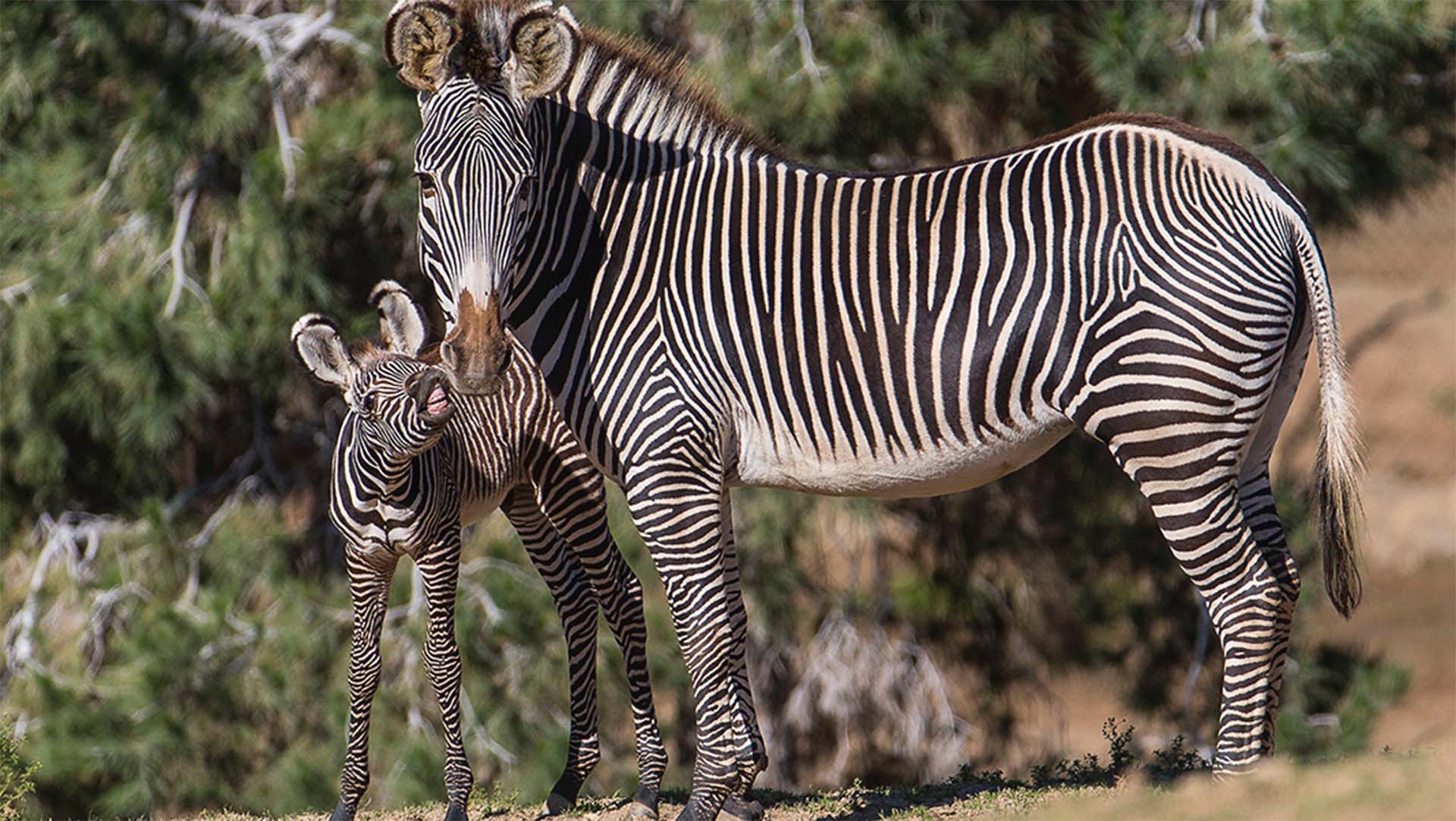 Zebra | San Diego Zoo Animals & Plants