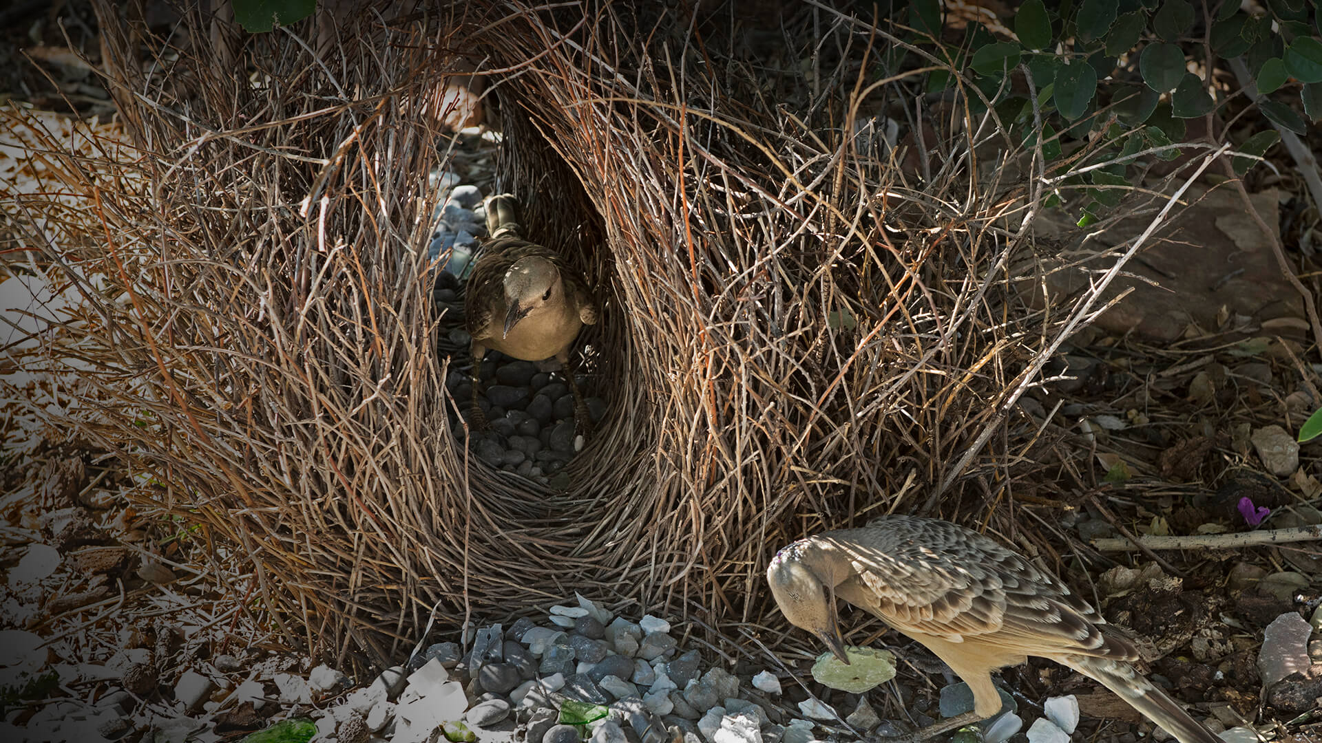 Male and female Great bowerbirds inspecting bower