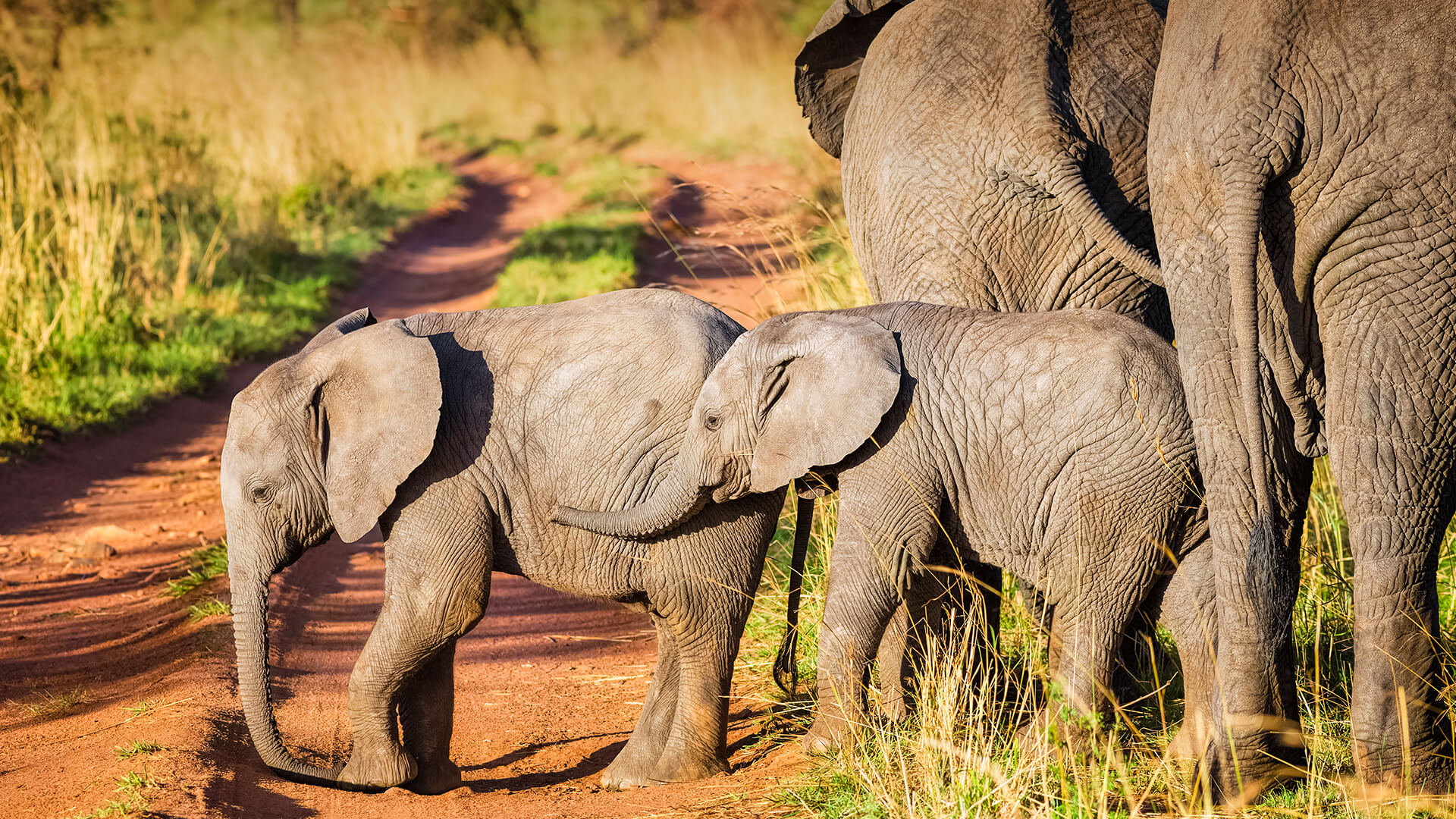 African bush Elephant calves in Serengeti N.P. - Tanzania