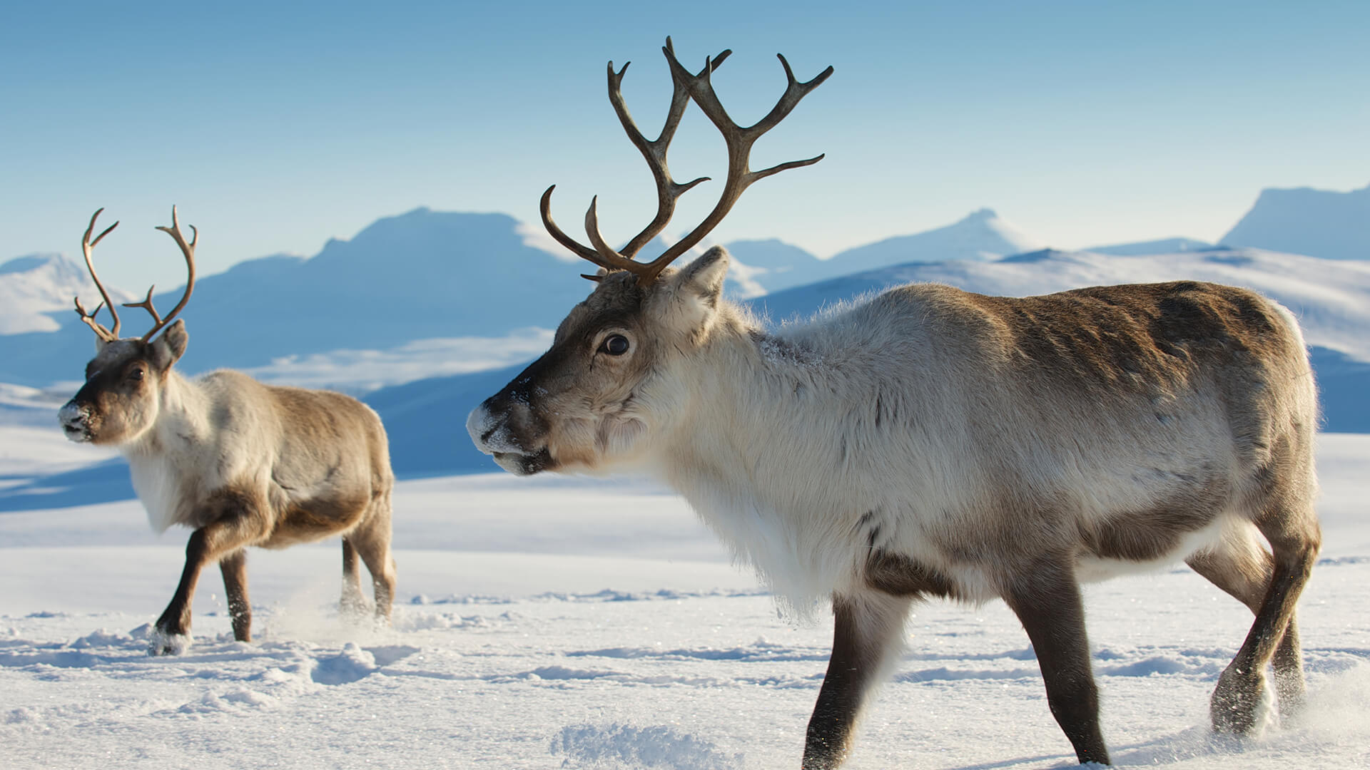 Reindeer in Tromso region, Northern Norway