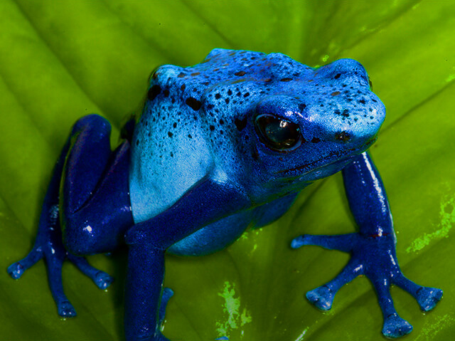 blue poison dart frog on a leaf