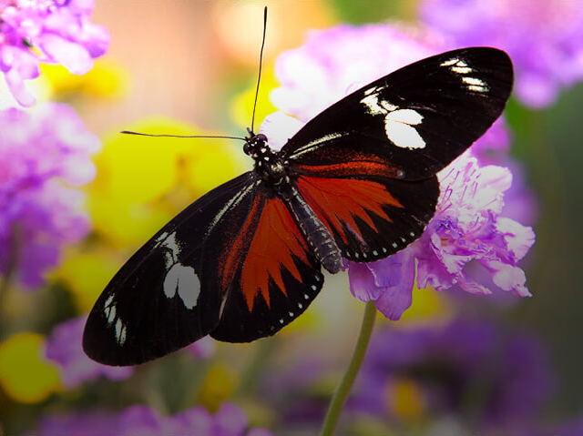 butterfly on purple and white flowers