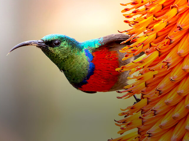 hummingbird in orange tubular flower cluster