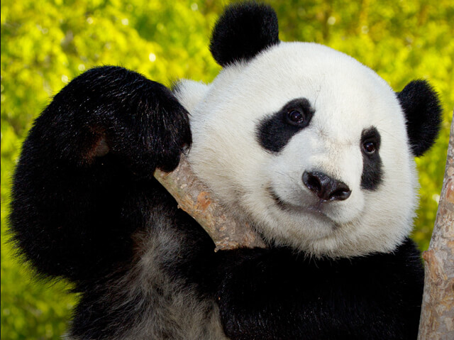 giant panda holding up a thick stick of bamboo