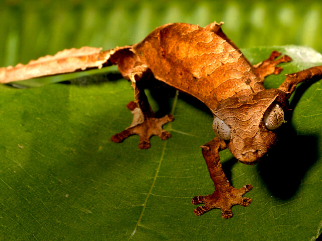 brown gecko on a leaf