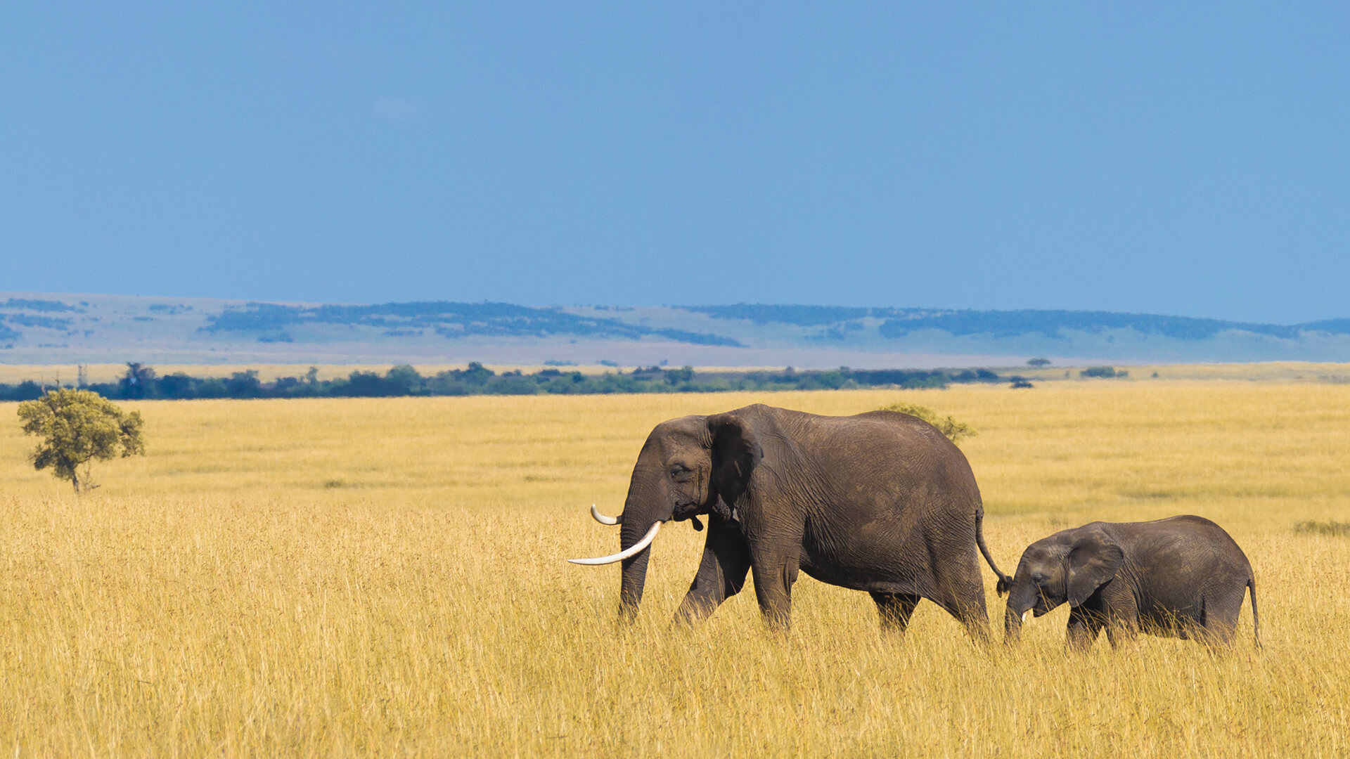 What Animals Are In Grassland Biome