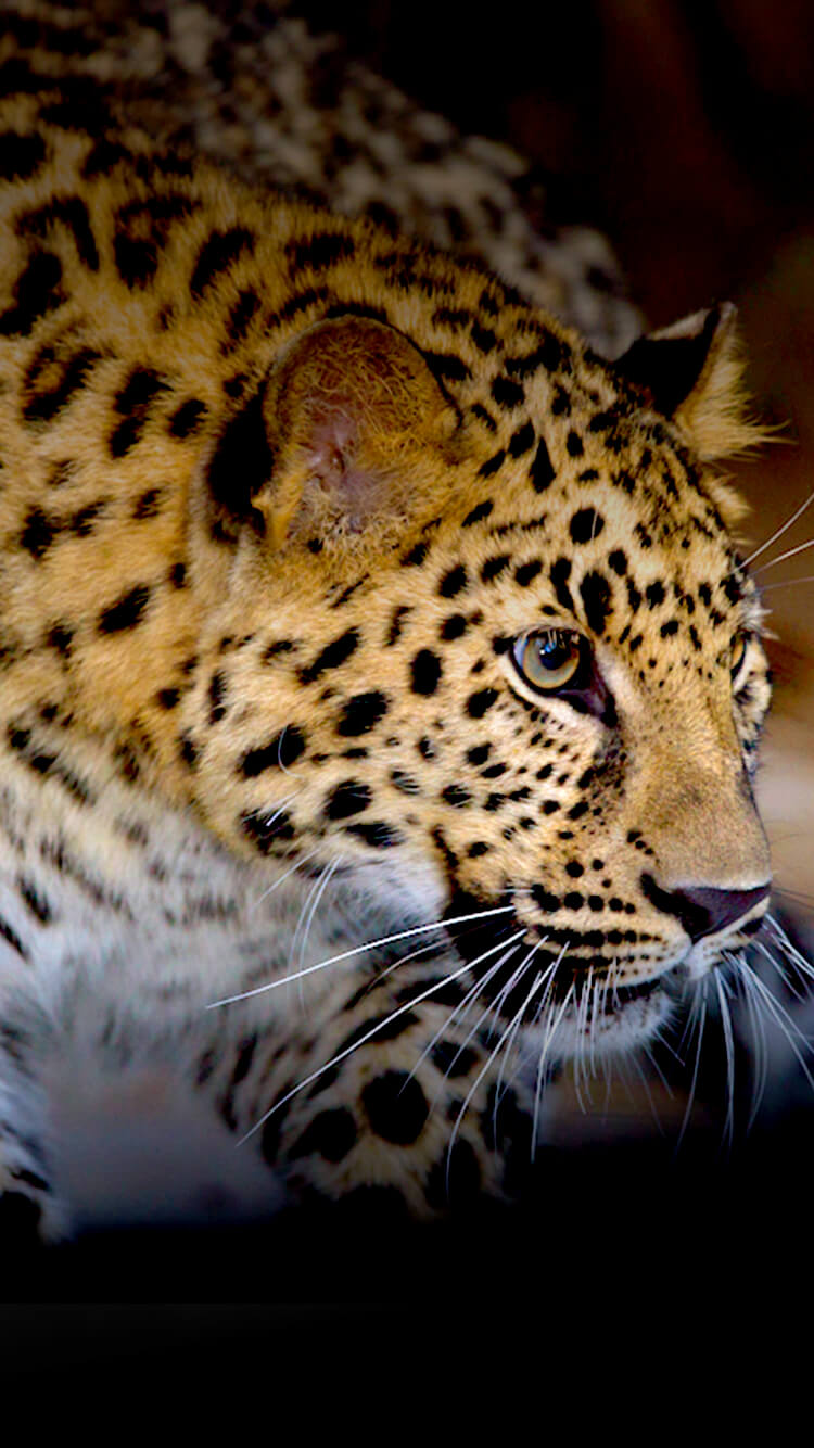 Home | San Diego Zoo Animals & Plants