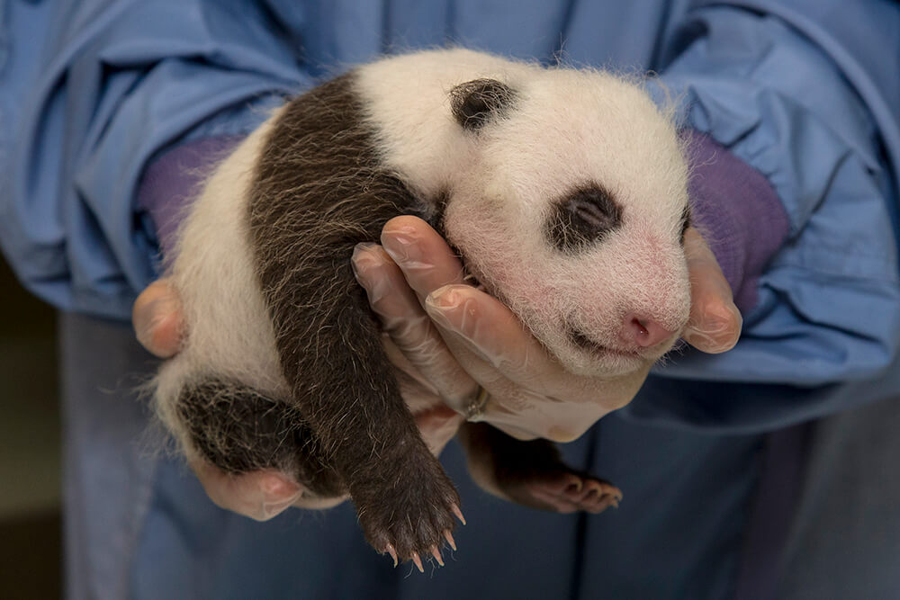 giant fluffy panda