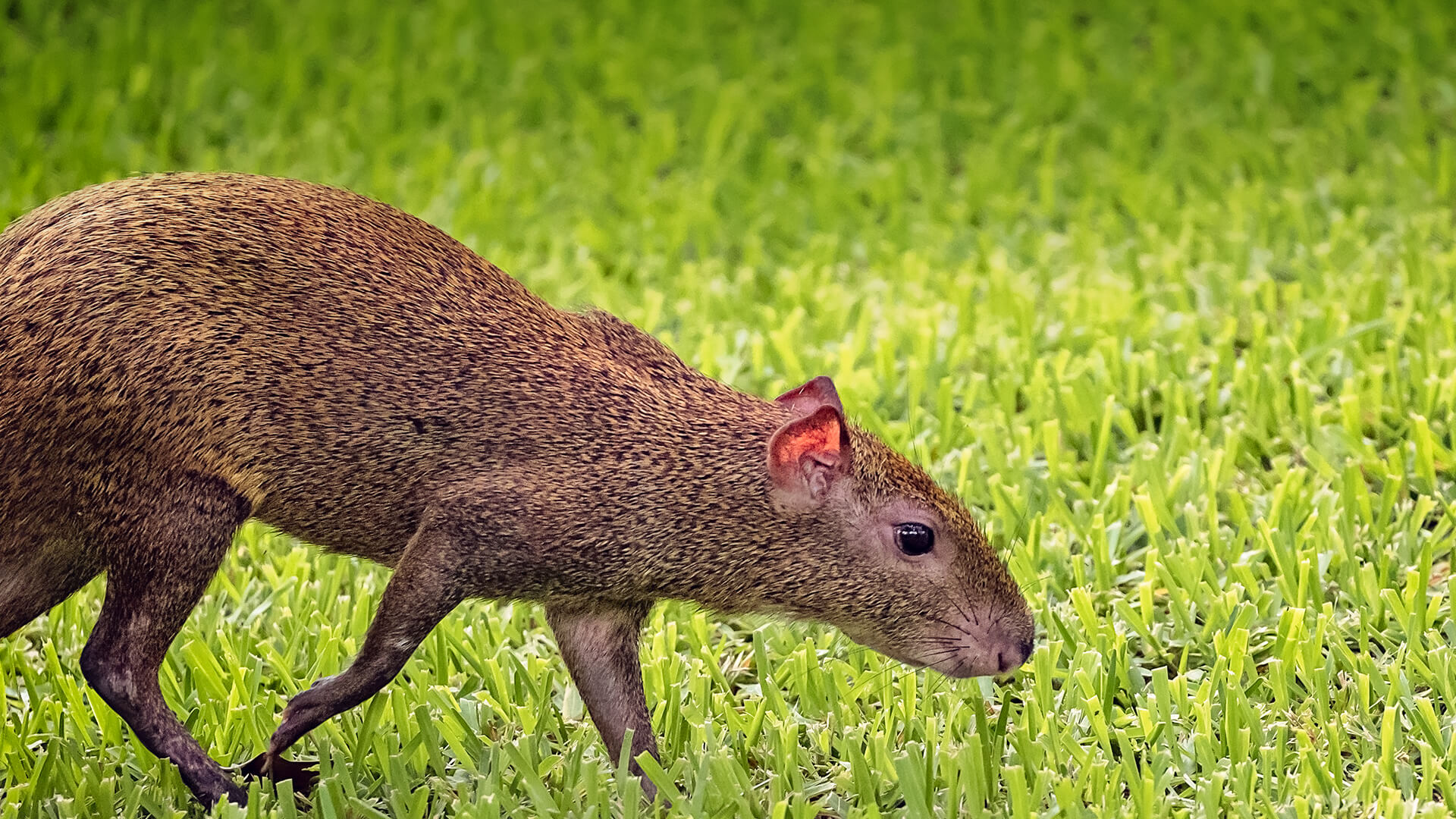 Agouti San Diego Zoo Animals And Plants