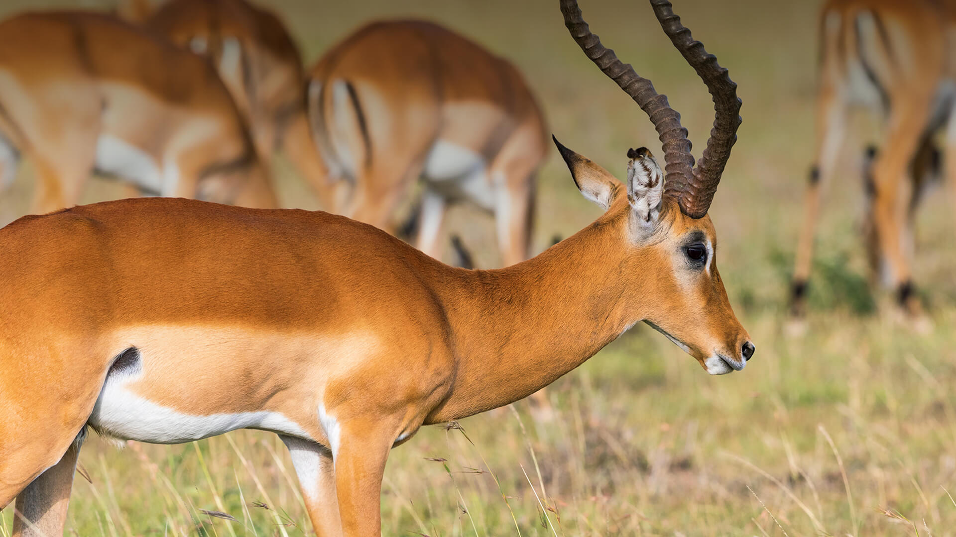 Antelope Animal Facts | AZ Animals