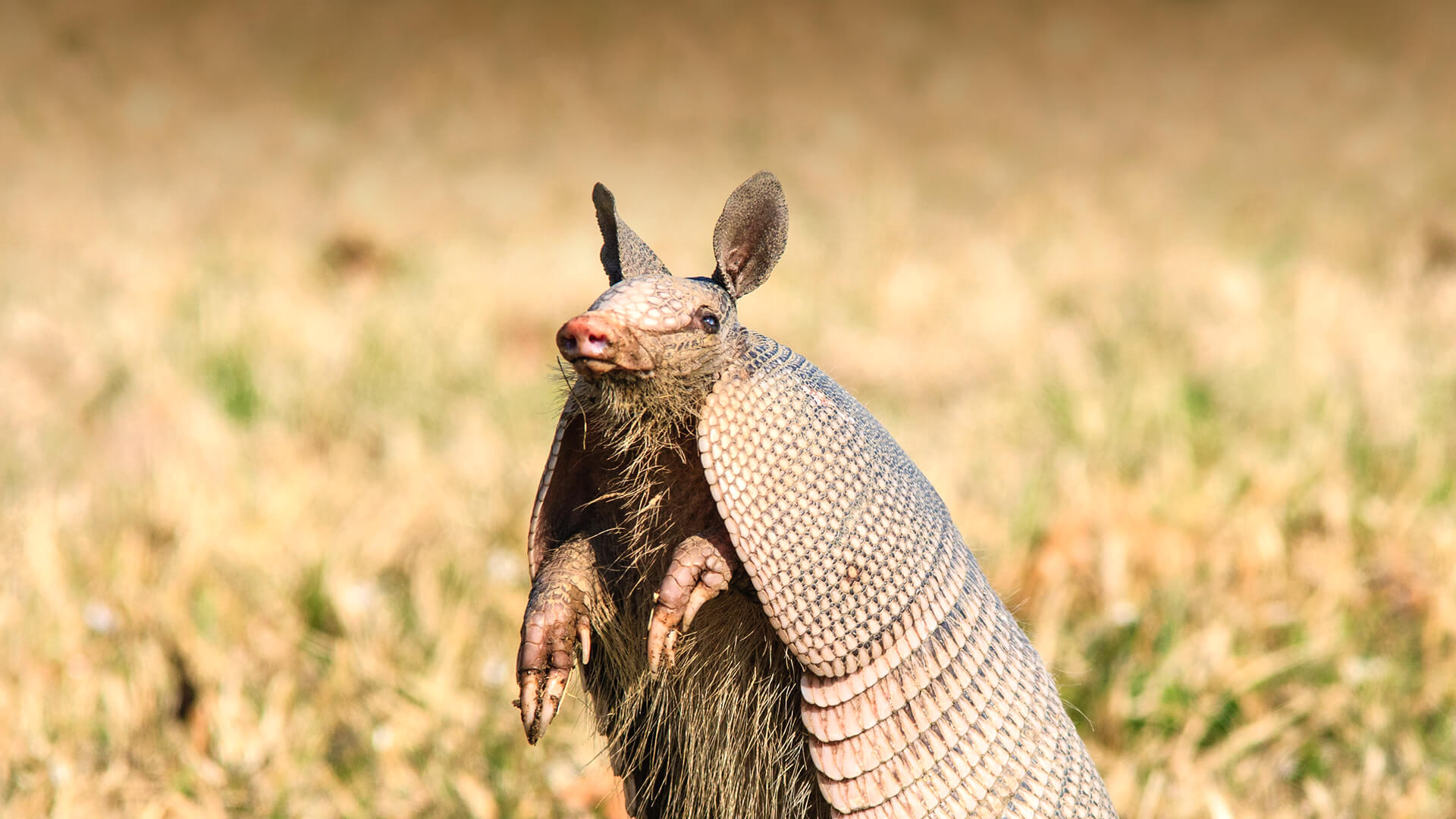 Armadillo | San Diego Zoo Animals & Plants