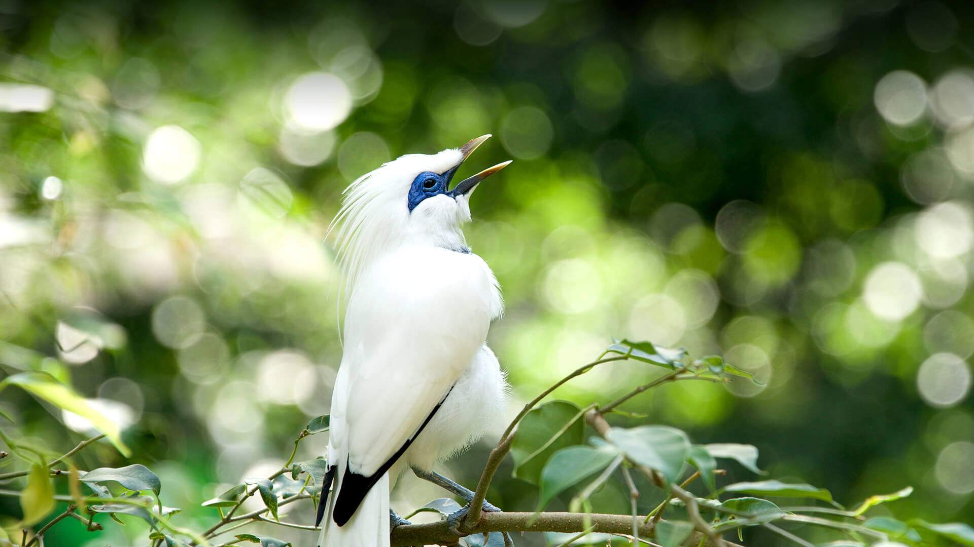 Bali Myna singing