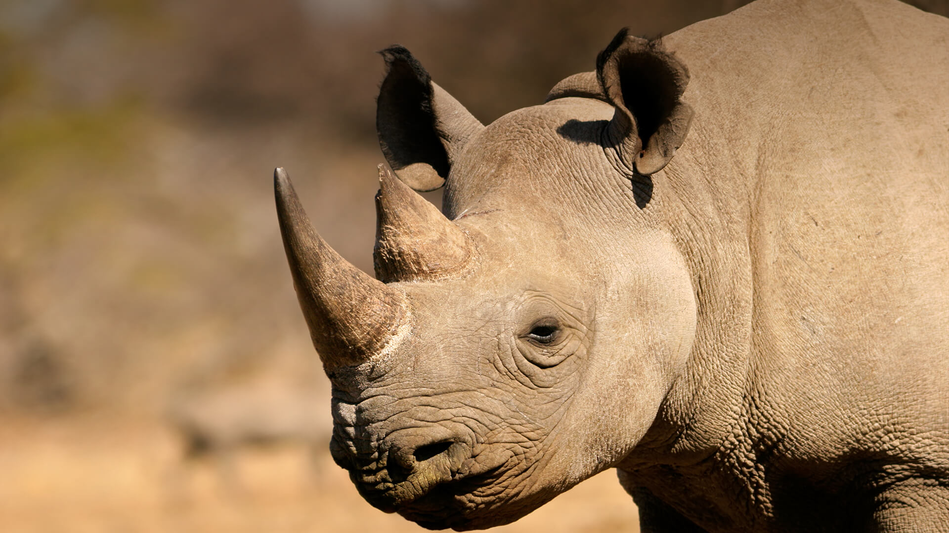 Black rhino on the Serengeti 