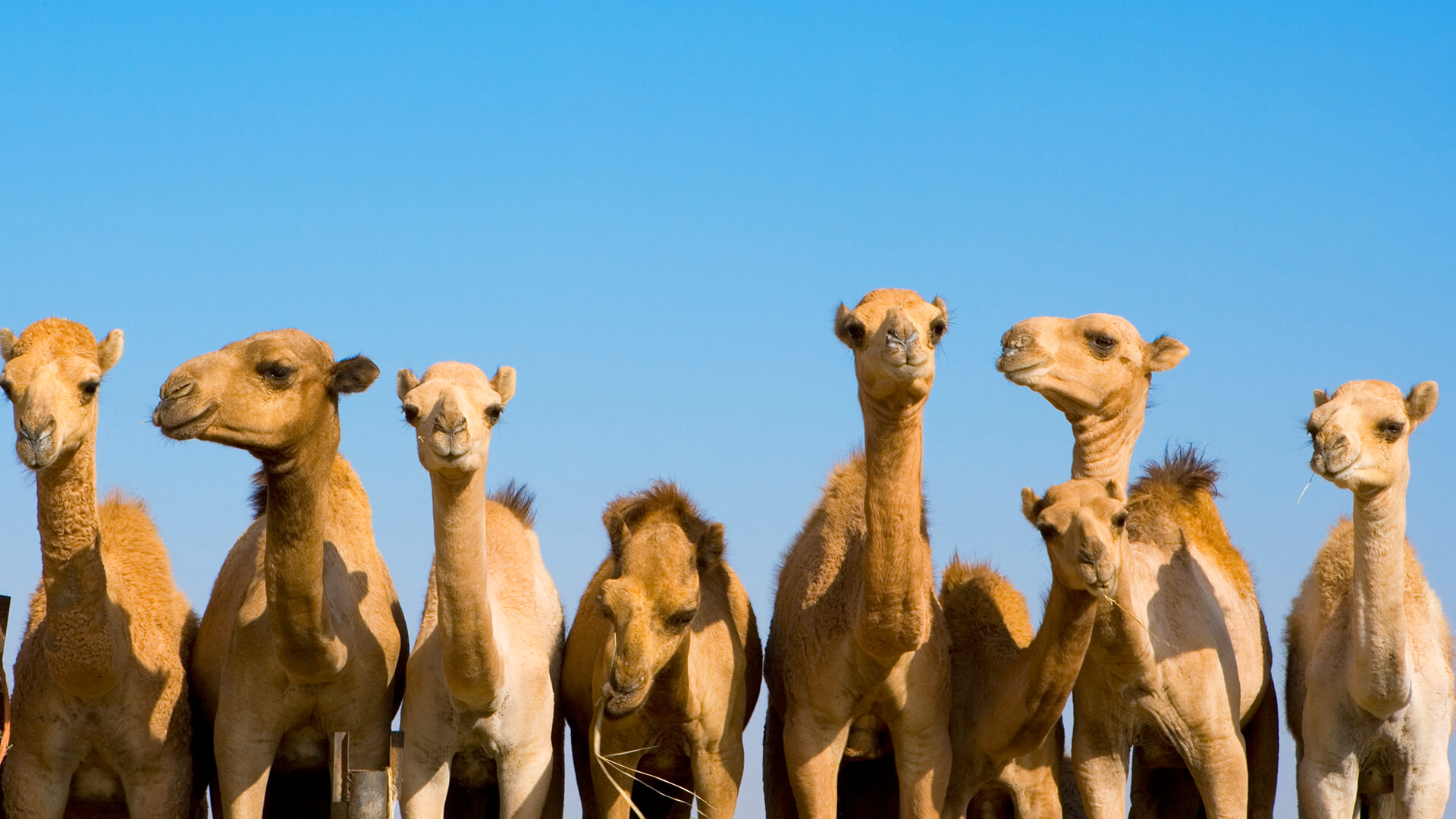 Eight young bactrian camels lined up in a row facing the viewer