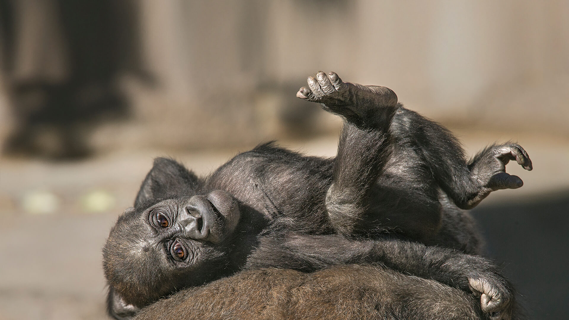 Baby Joanne the gorilla lounges on her mother's back