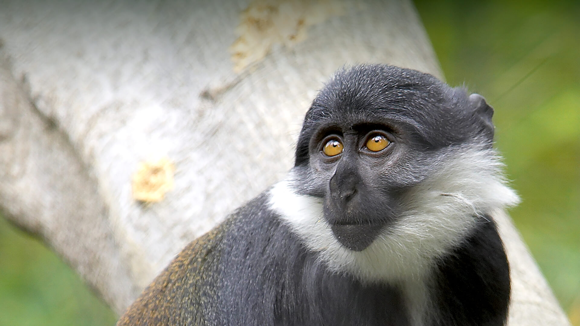 L'hoest guenon looking left and up