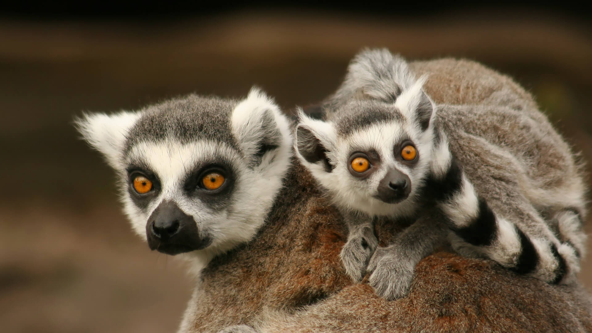 Ring-tailed lemur mother and baby