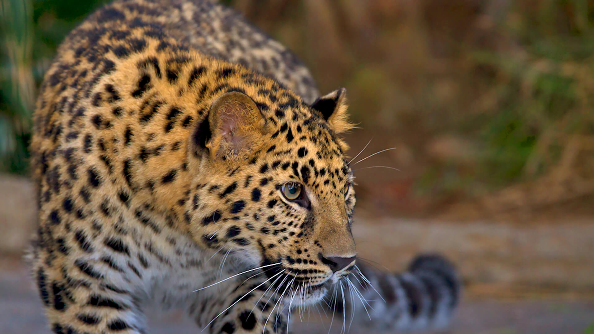 Amur leopard looking to the right with blurred jungle background