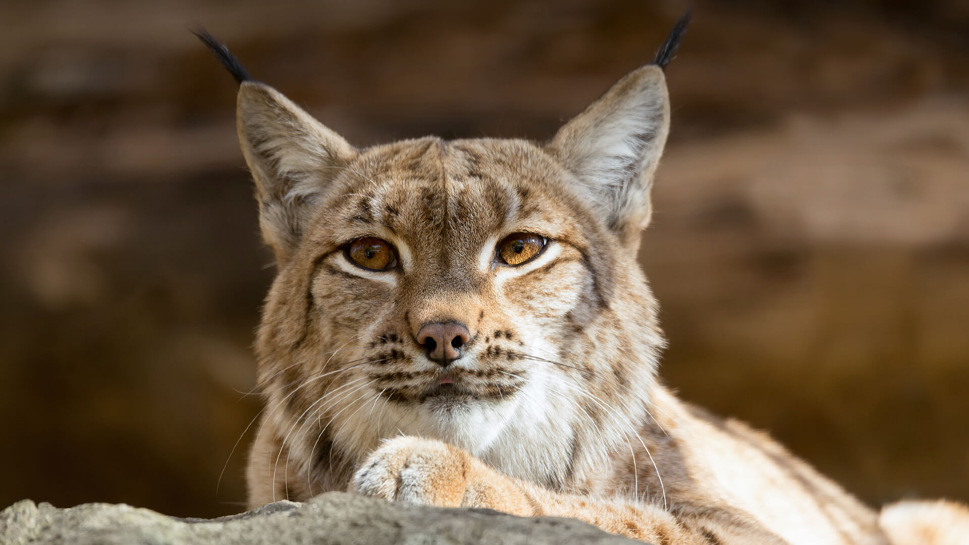 Close up of a lynx face as it looks slightly to the left with its eyes