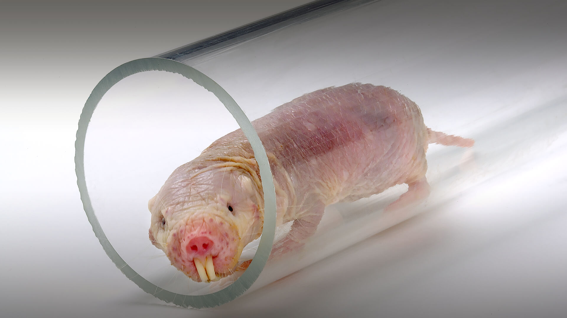 A naked role rat peeks its head out from a transparent plastic tube