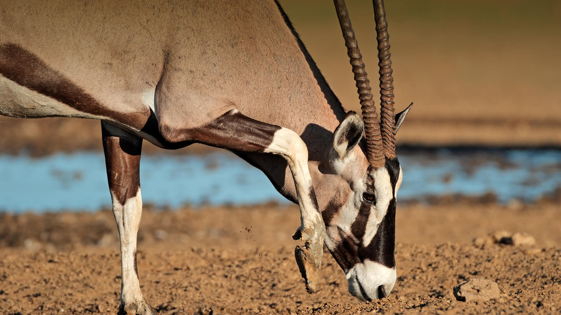 Gemsbok oryx with head lowered