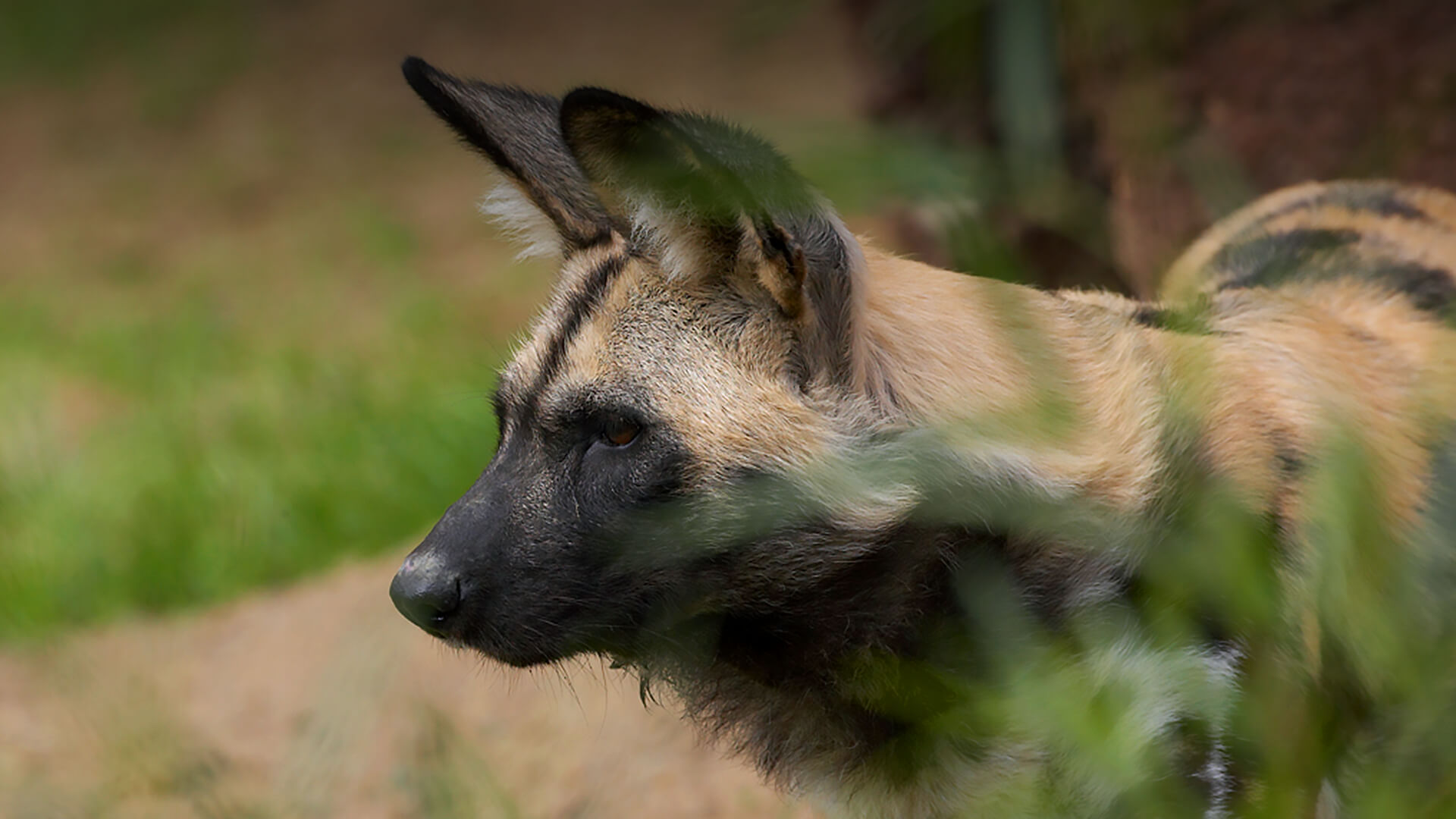 A painted dog looks to the left as it stands behind some blurred grass