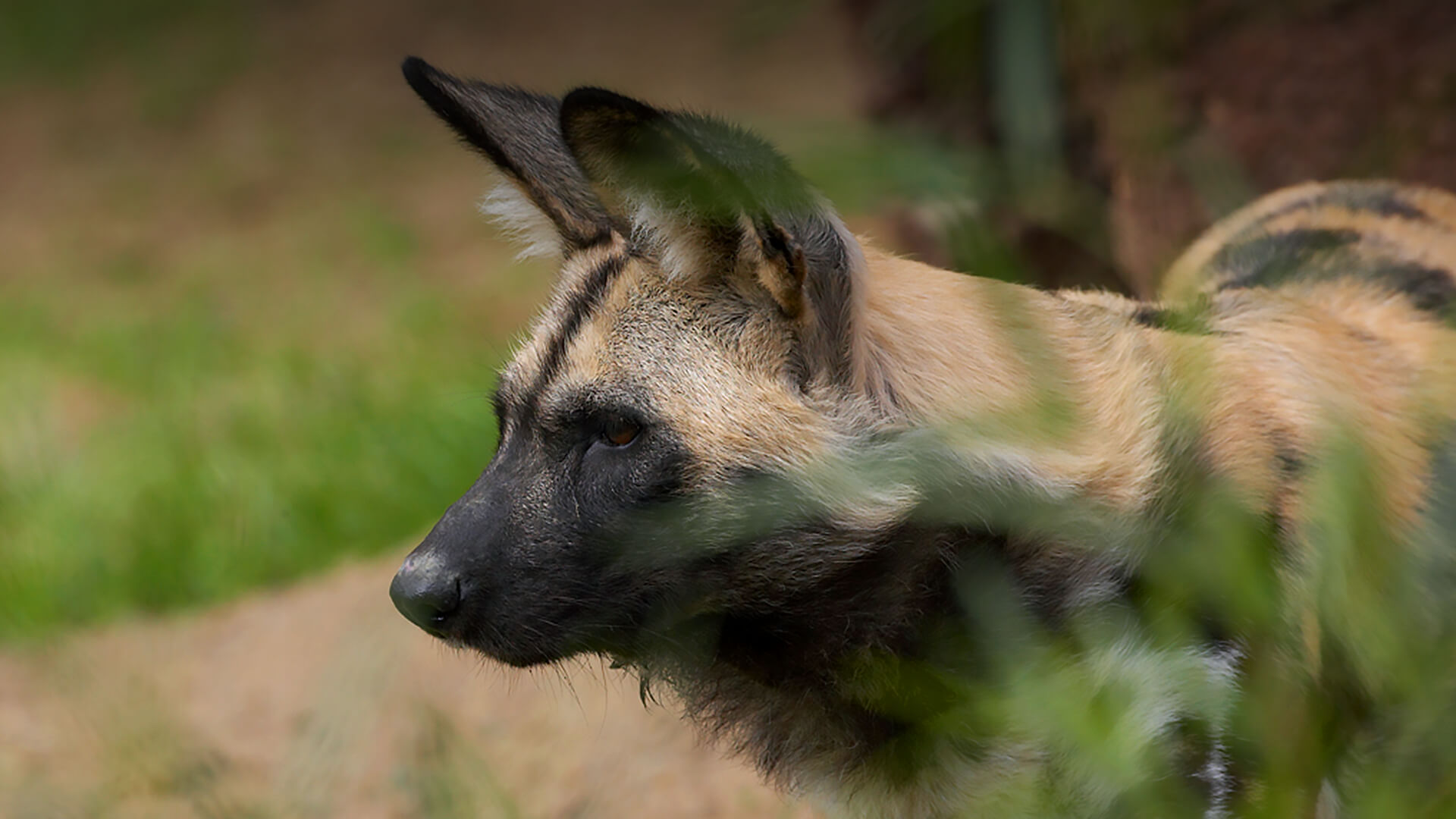 Painted Dog San Diego Zoo Animals Plants