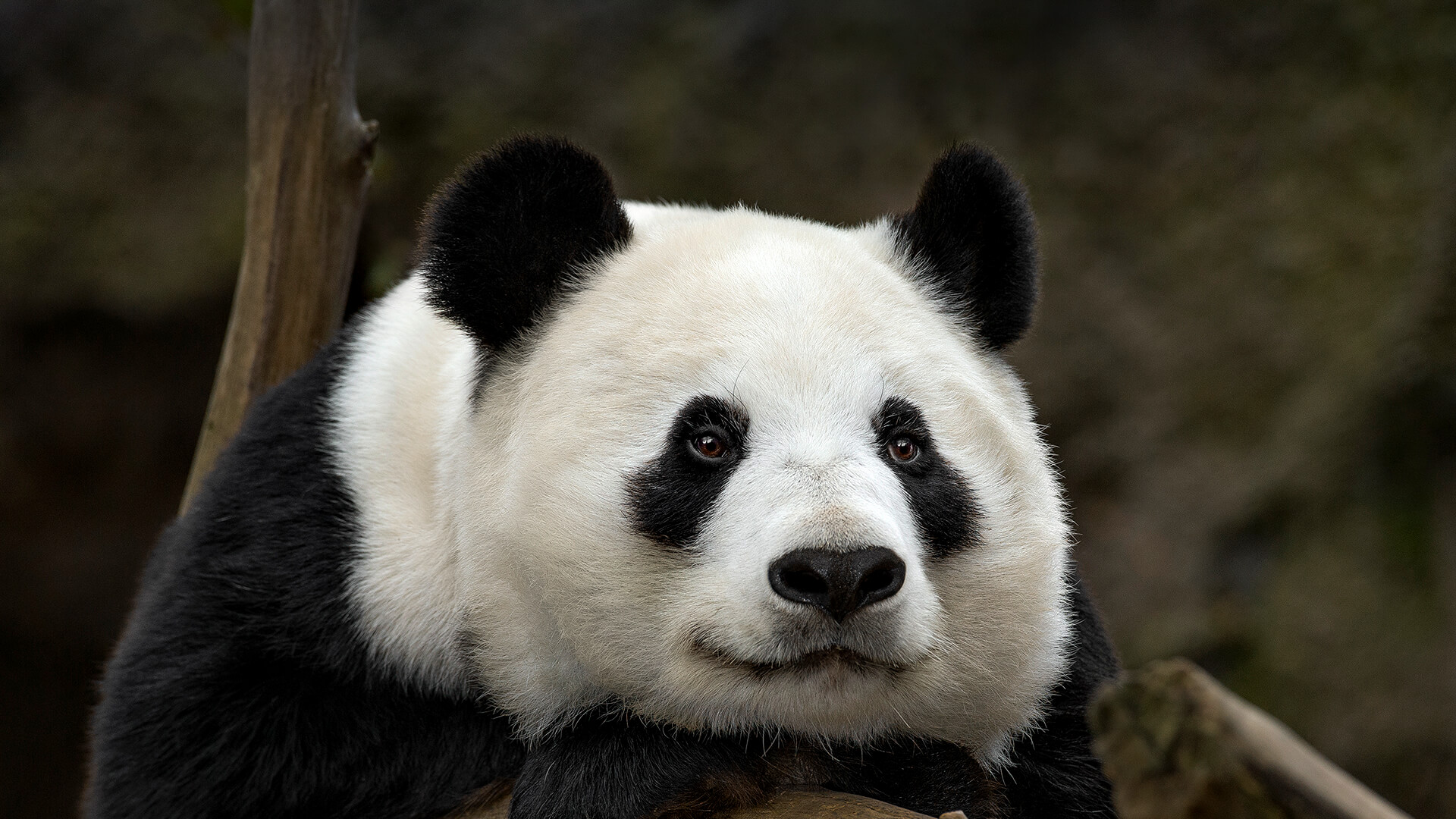 Giant Panda Bai Yun gazes into the distance