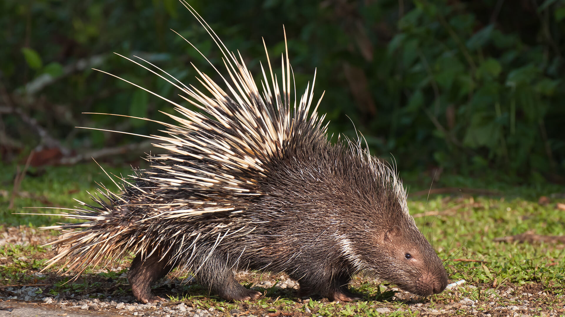What are the porcupine's enemies?