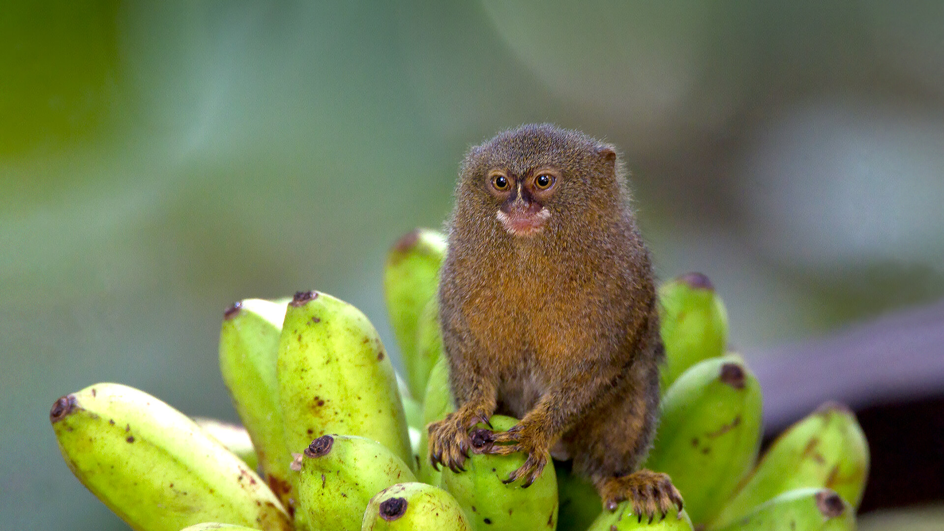 Pygmy marmoset sits on a bunch of bananas