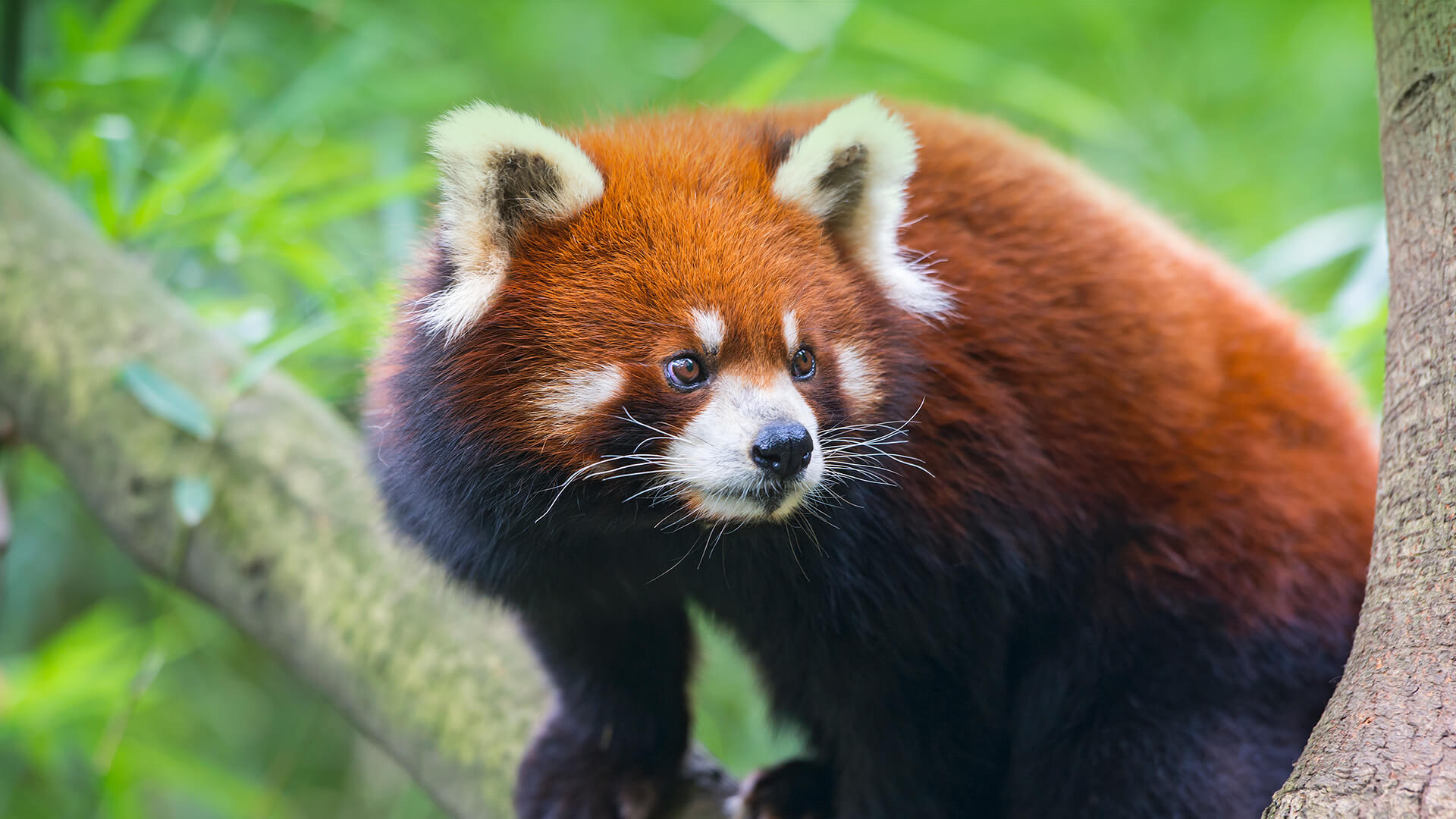 Red Panda San Diego Zoo Animals And Plants