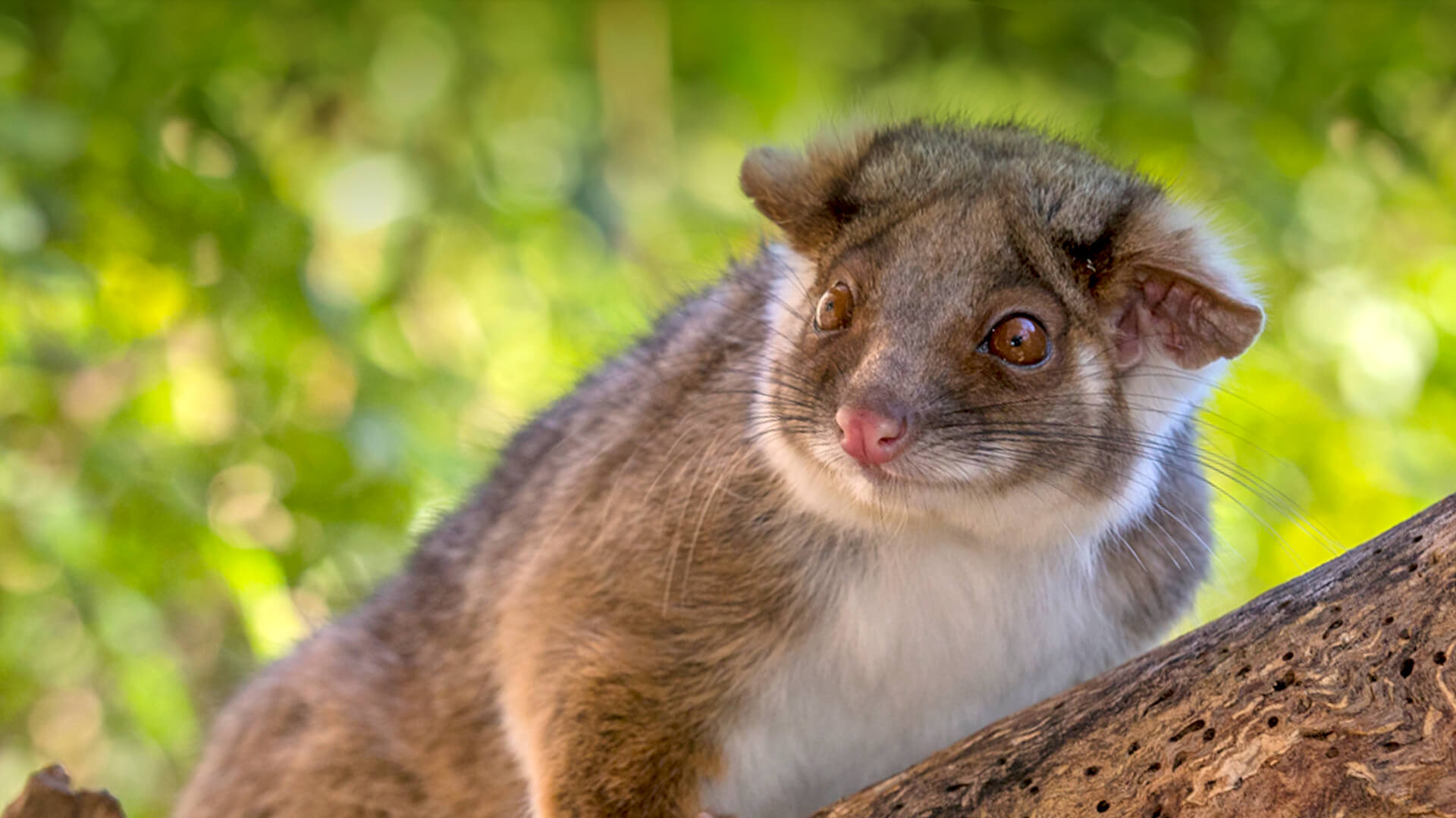 Ringtail possum sitting on a tree branch