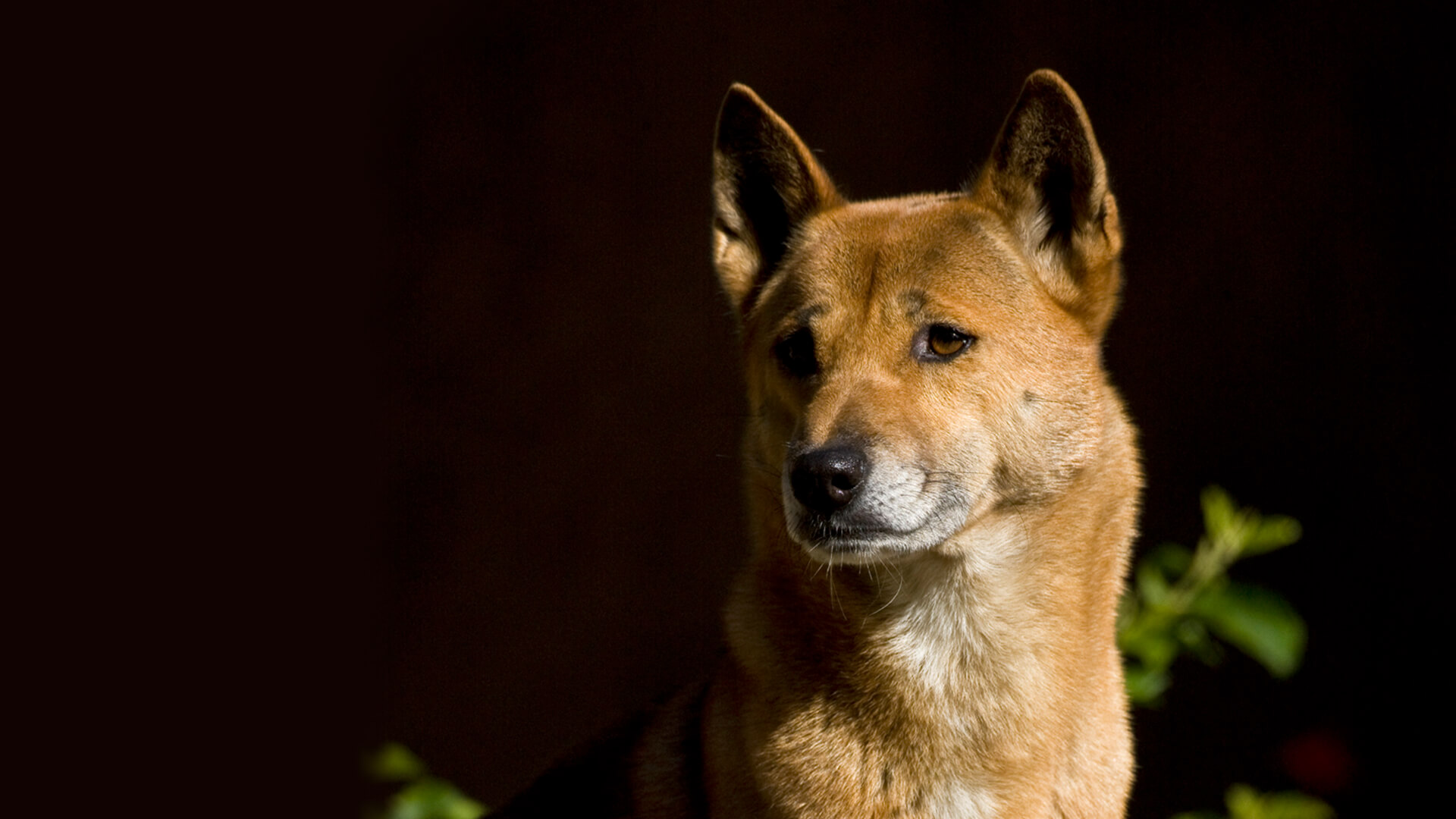 New Guinea singing dog looks off to the left as his background is darkened by midday shadows