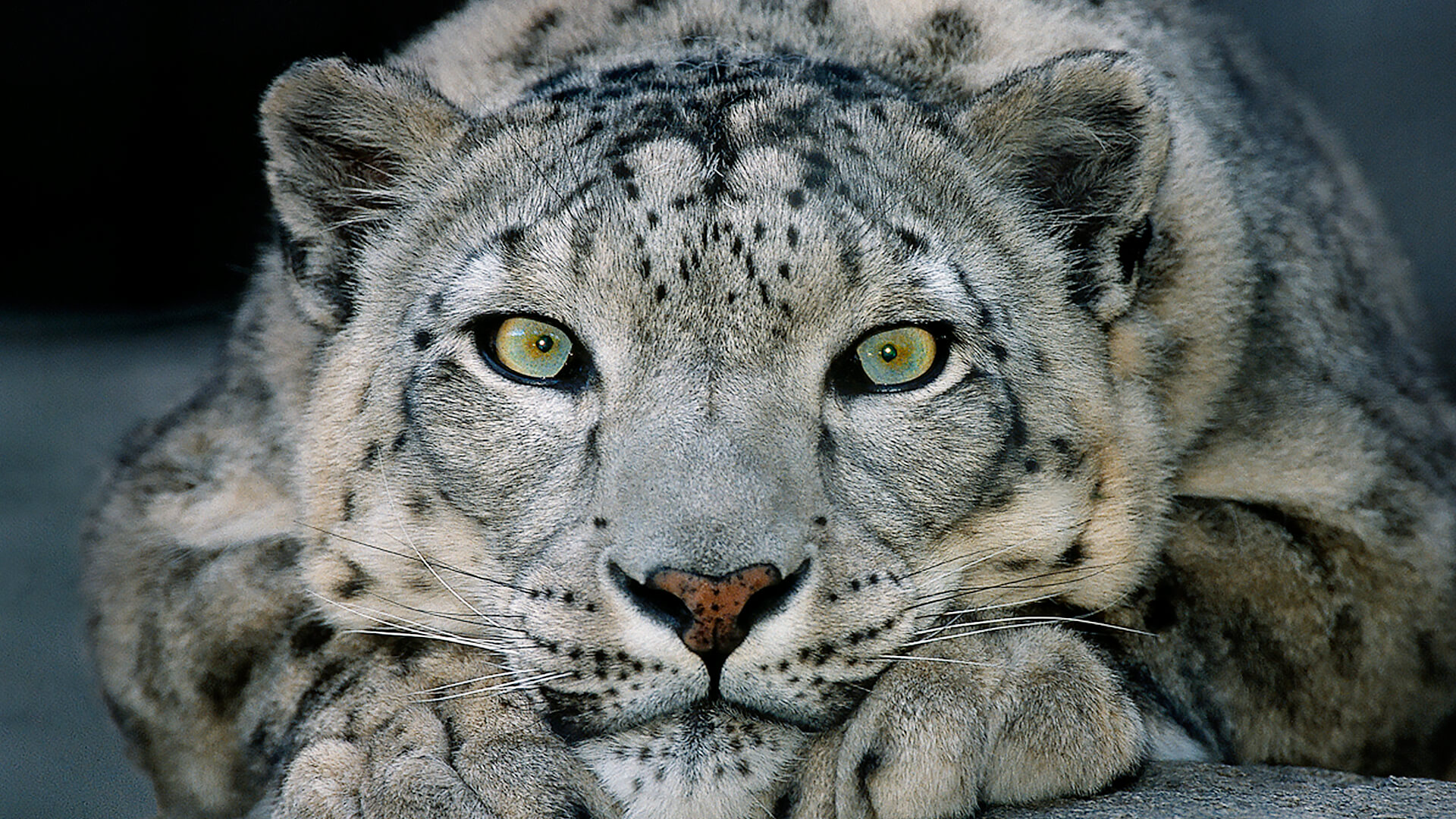 A snow leopard with aqua eyes stares at the camera