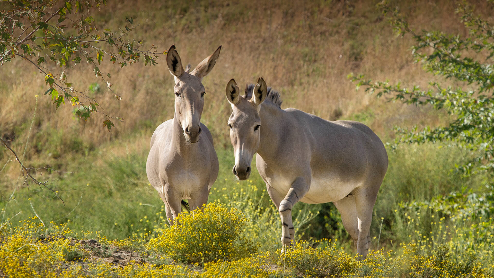 Two adult Somali wild asses standing amidst yellow wildflowers