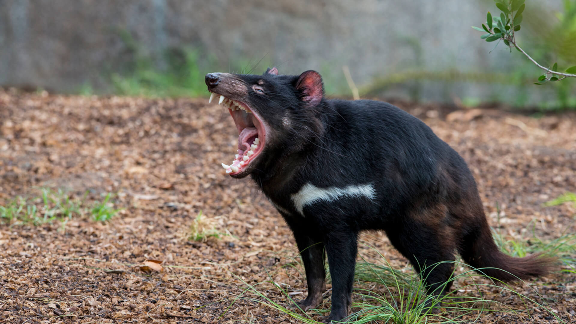A Tasmanian devil opens its mouth wide to let out a growl
