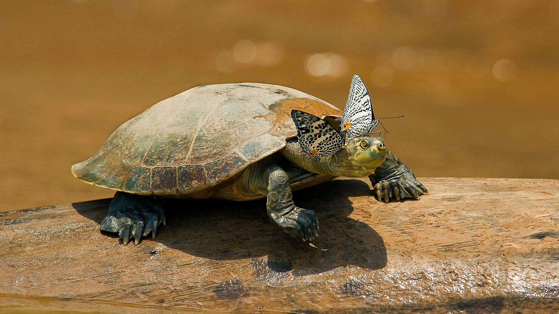 Turtle with butterflies, Amazon