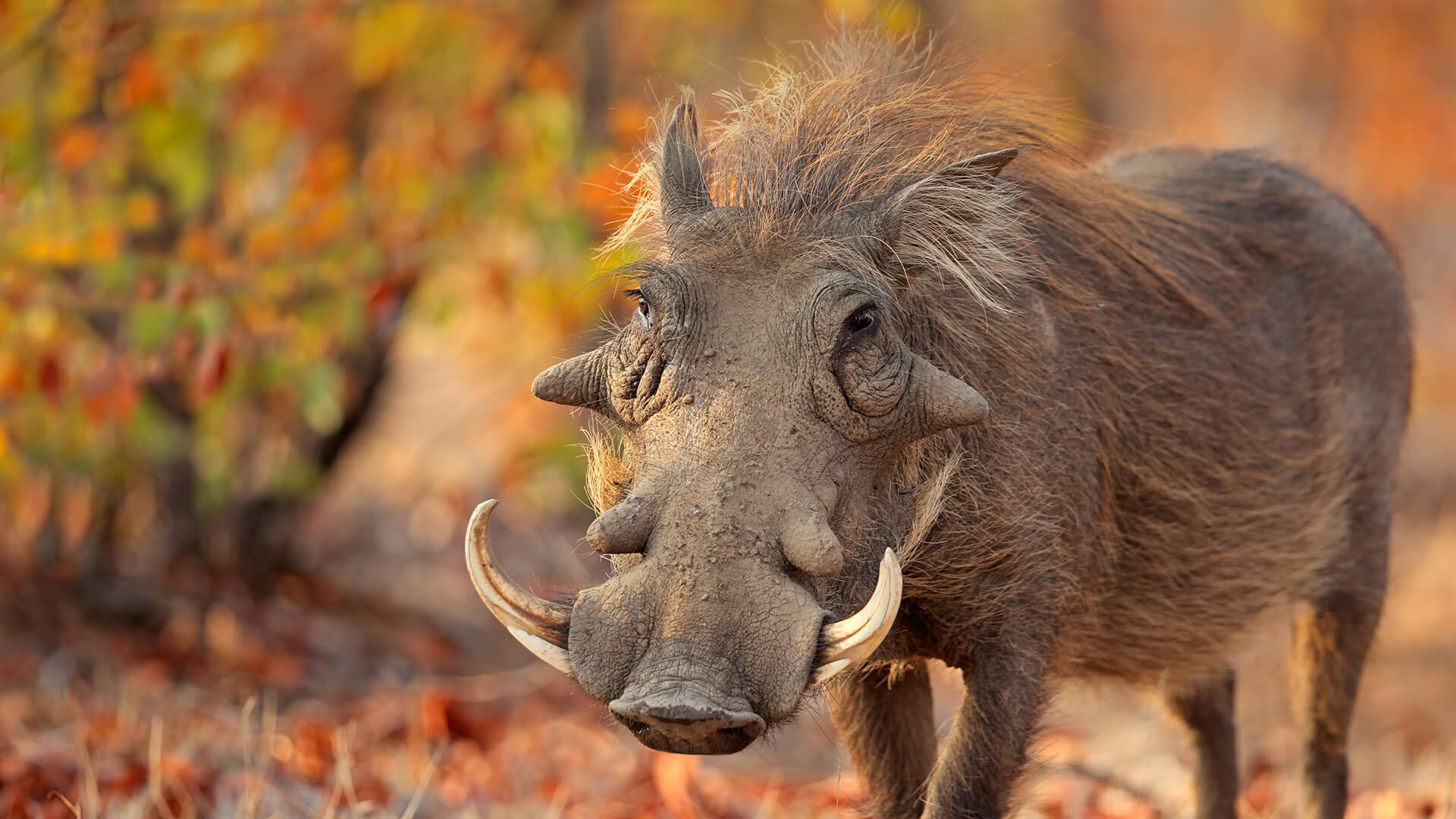 Warthog in African habitat