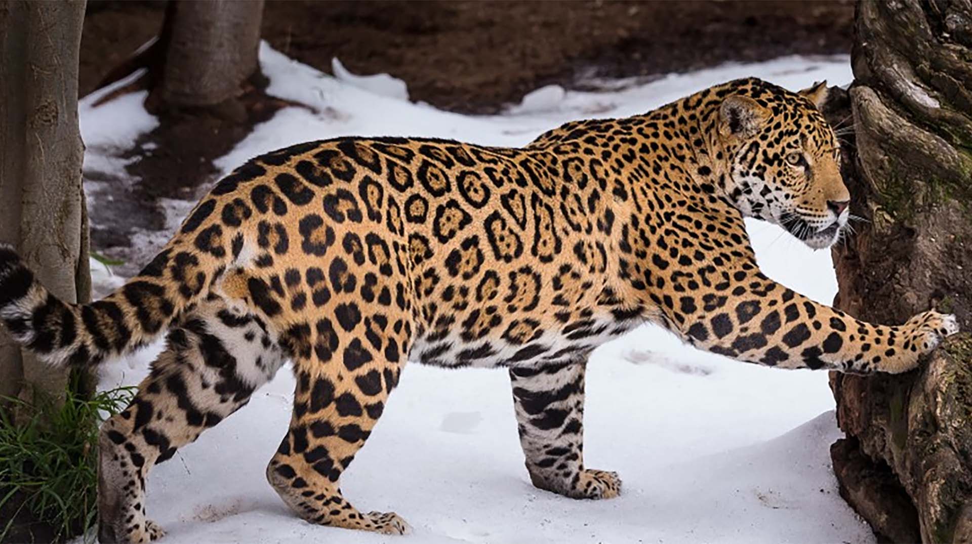 cuddly jaguar