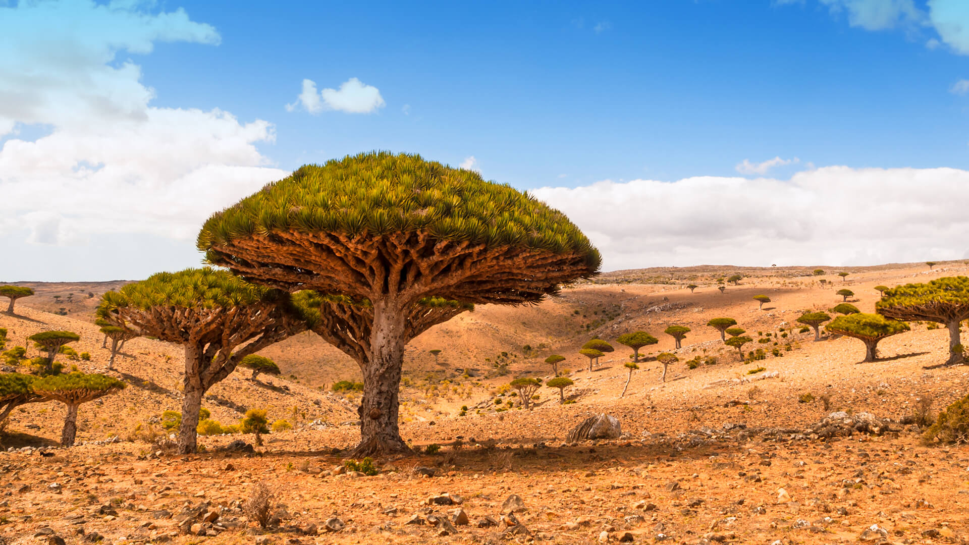 Dragon trees on Dicksam Plateau, Socotra island, Yemen