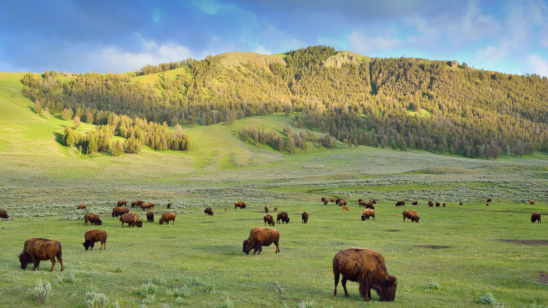 Wild bison graze in a large green field in Yosemite 
