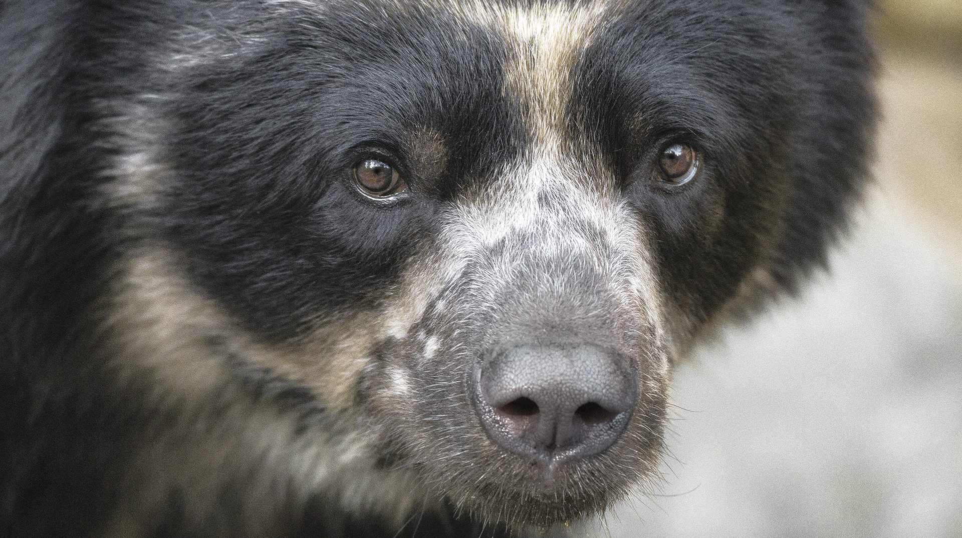Andean (Spectacled) Bear San Diego Zoo Animals & Plants