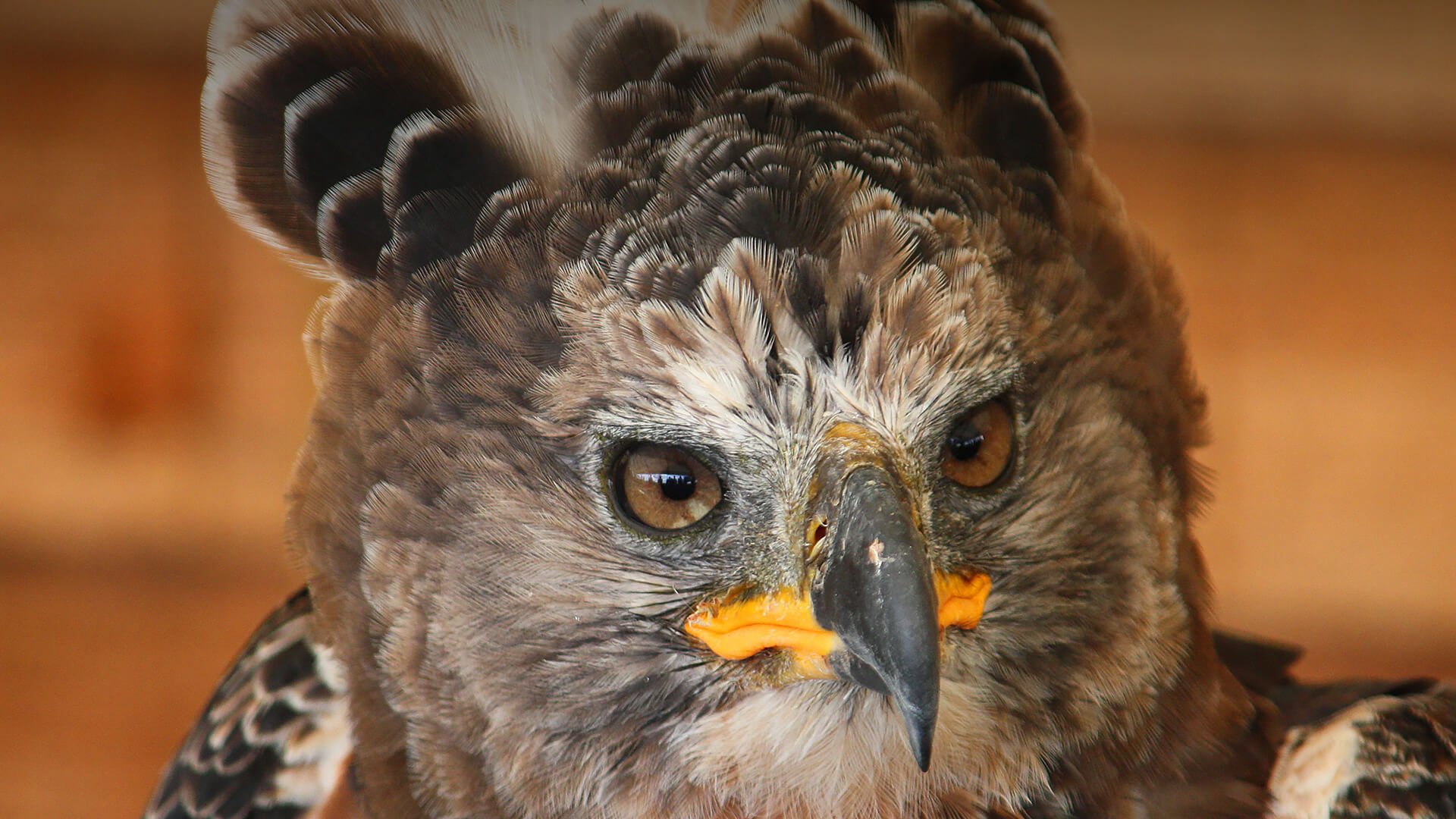 African crowned eagle