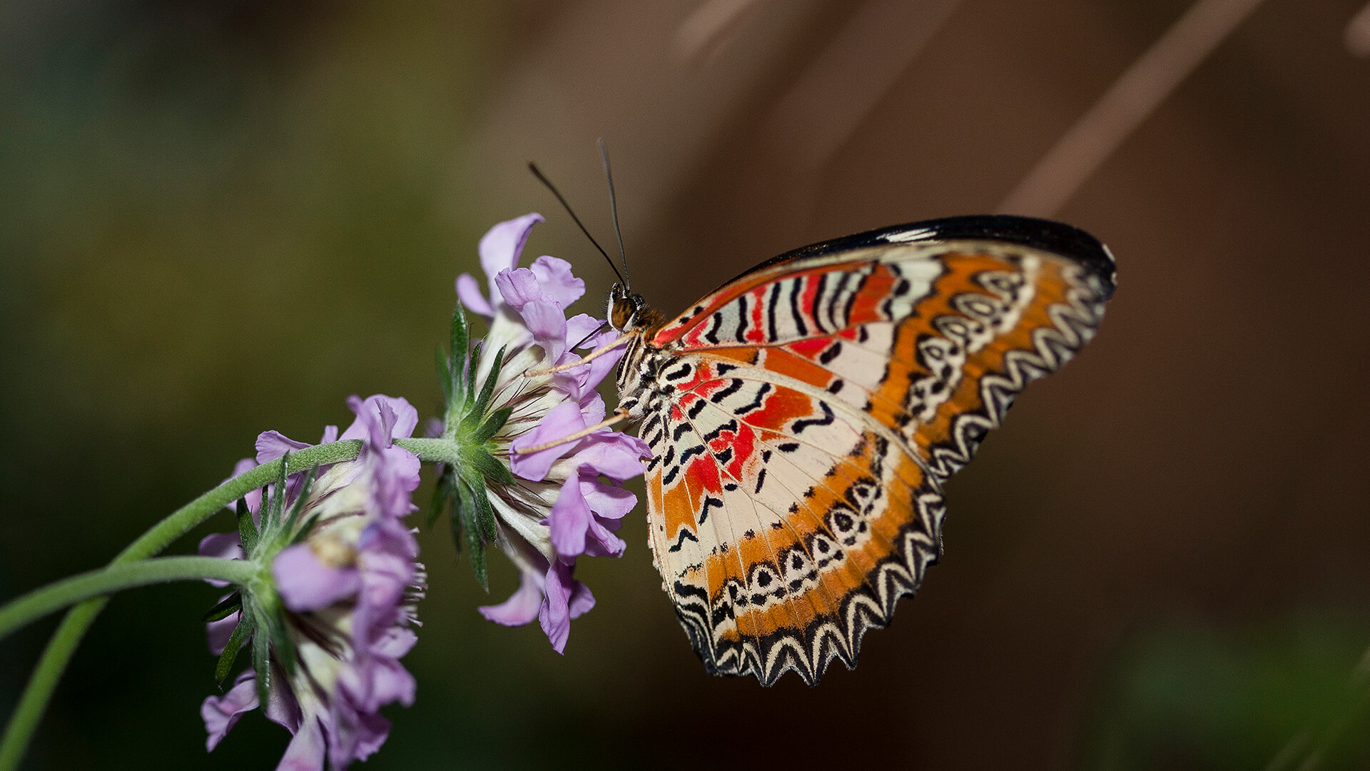 Orange colored butterfly sipping nectar from a purple flower