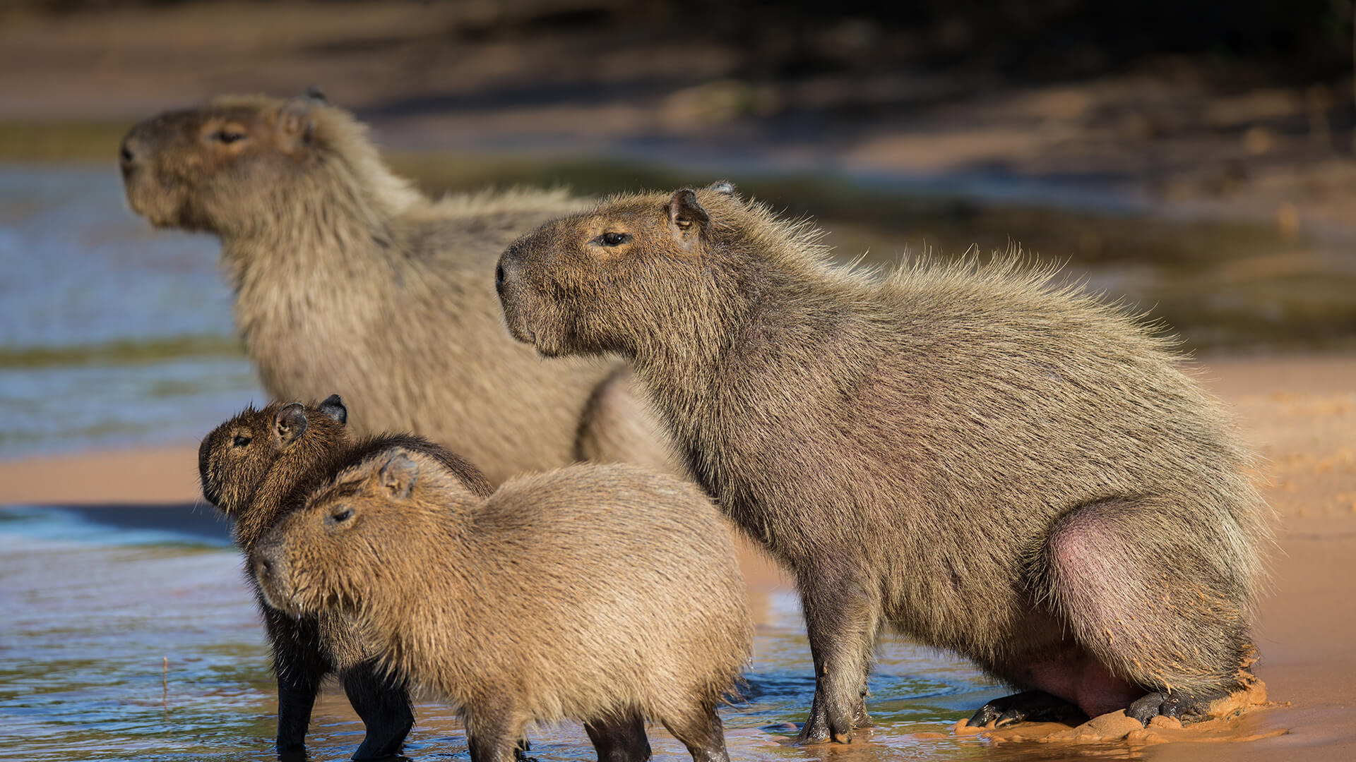 Group of Capybara on a river bank in Pantanal Brazil